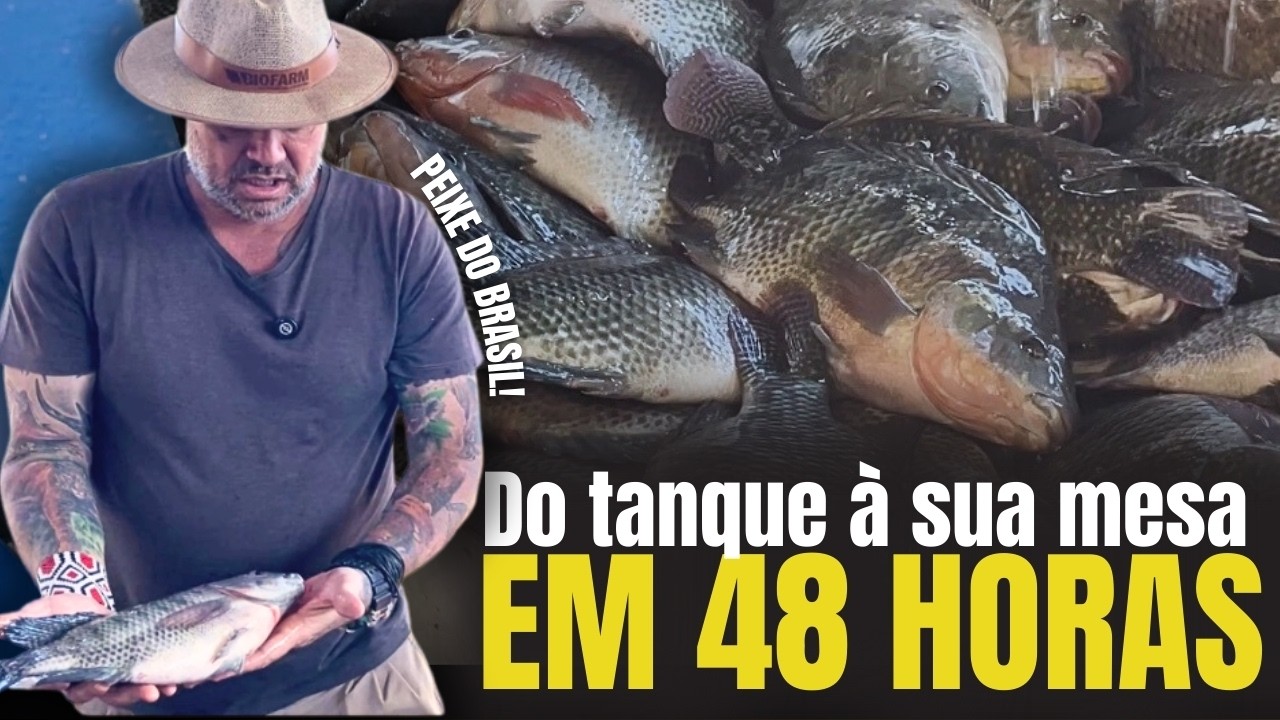 20 MIL KG DE RAÇÃO POR DIA! COMO FUNCIONA ESSA MEGA PRODUÇÃO DE TILÁPIAS? 🐟📦