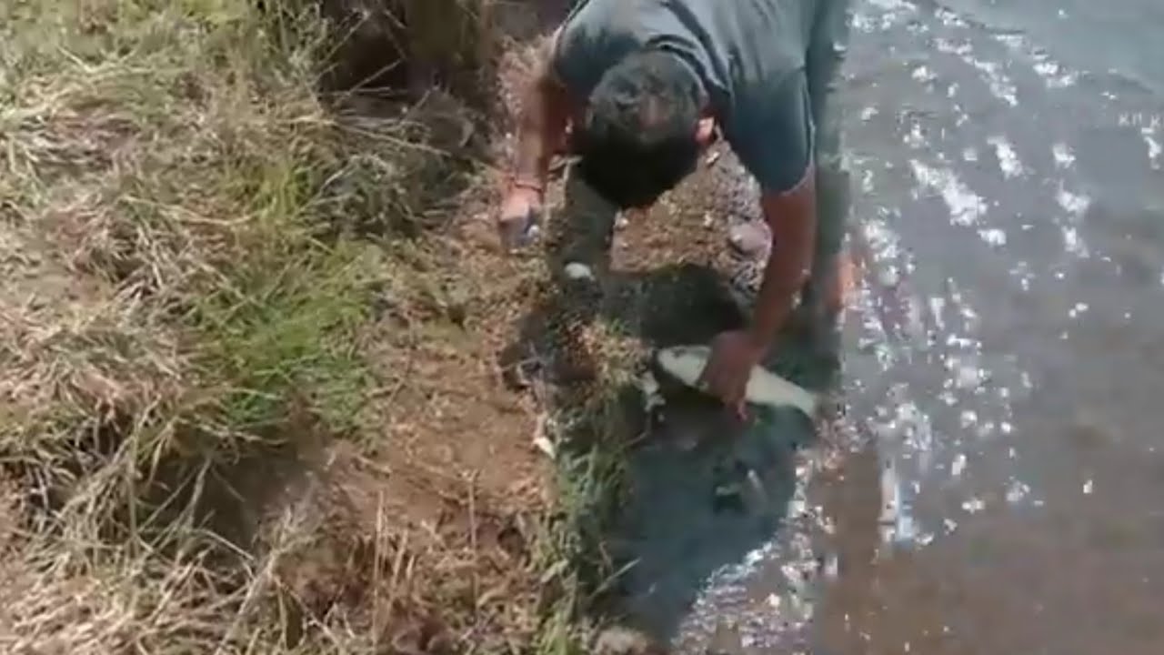 river rohu fishing at chas kaman pune | Badi rohu fish catch with hook | rohu spacial @mkvlogs702