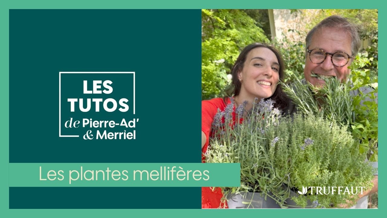 À la découverte des plantes mellifères - Truffaut