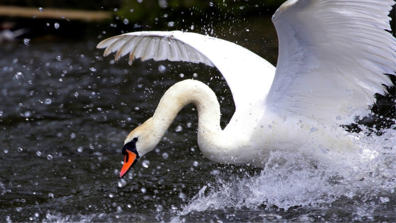 Tchaikovsky's Swan Lake 🦢 Graceful swans dance on the water in 4K (Ultra HD)