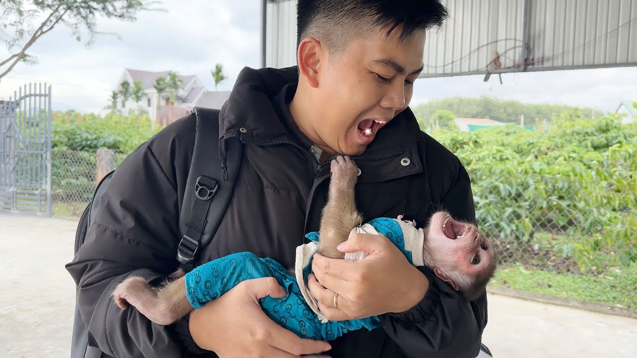 Monkey SinSSin shouted happily to welcome his working father back