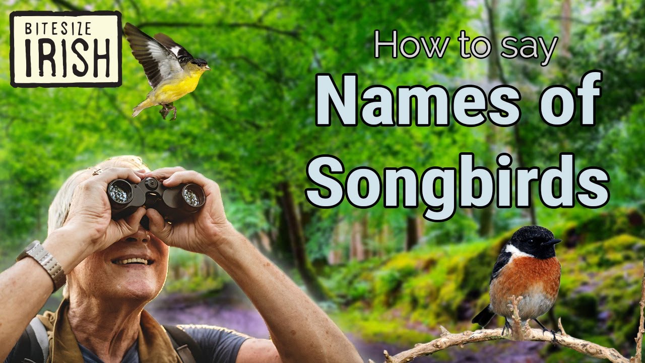 How To Say The Names of Irish Songbirds #bitesizeirish
