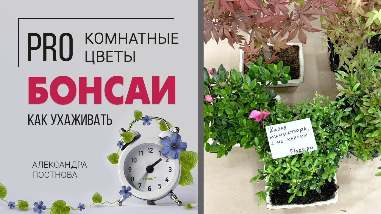 Бонсай | Восточное искусство карликовых садов | Карликовые деревья