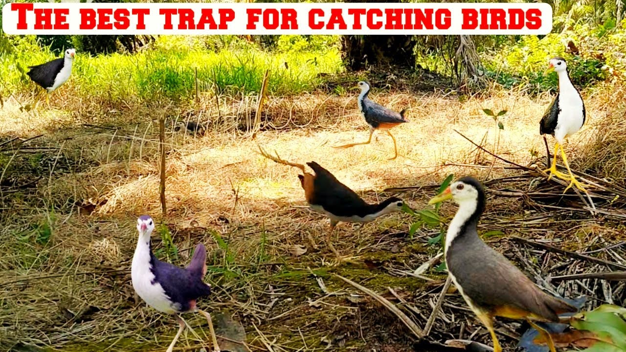Best bird catching trap | Easy way to catch birds | The best trap for catching birds | Birds |
