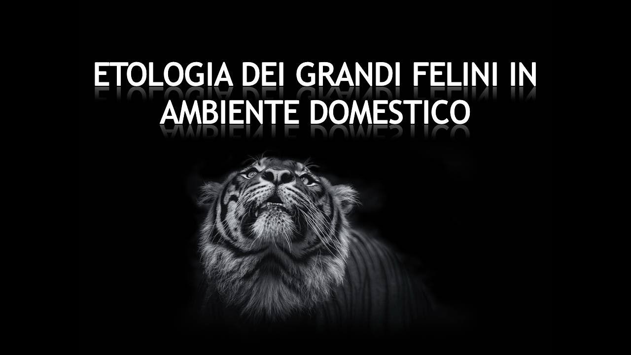ETOLOGIA DEI GRANDI FELINI IN AMBIENTE DOMESTICO - Prima parte