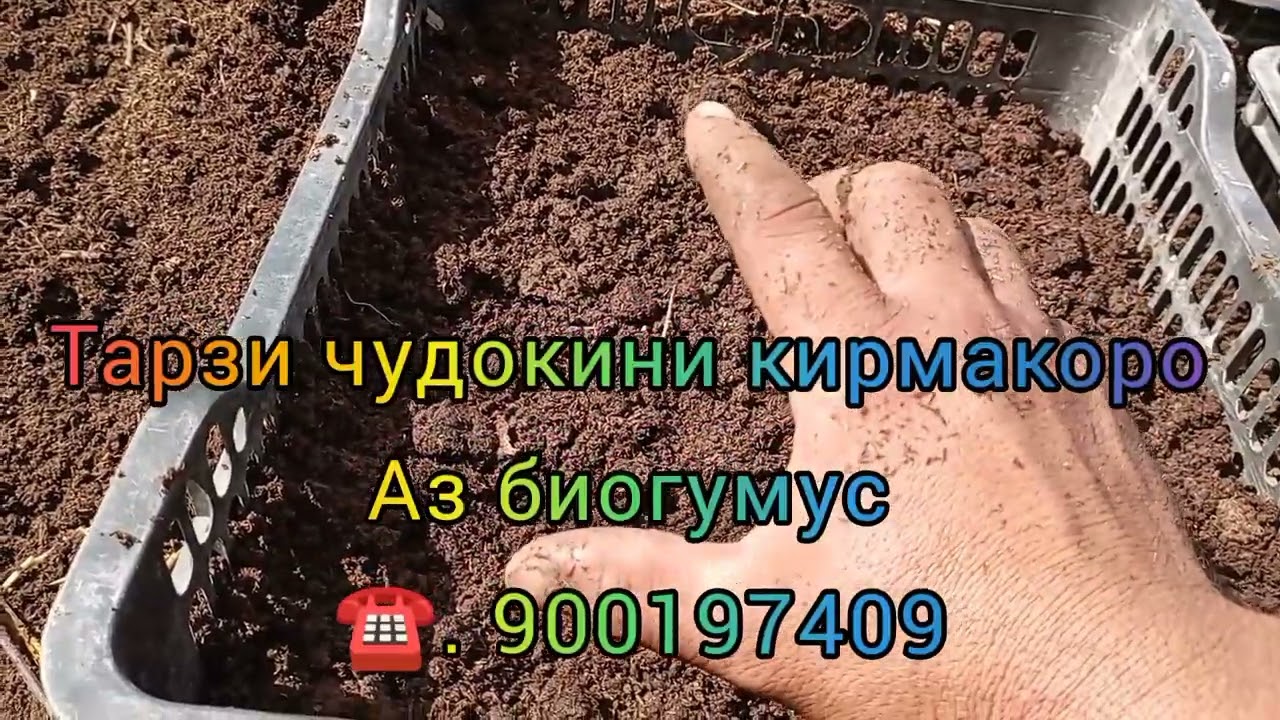 Тарзи чудокини кирмакоро аз биогумус
