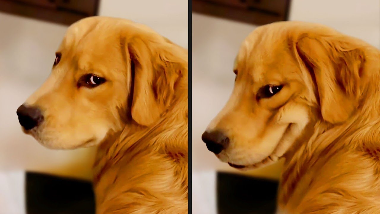 Wait Until You See What Happens Next! 🤣 Funniest Dog Moments 2026 #5
