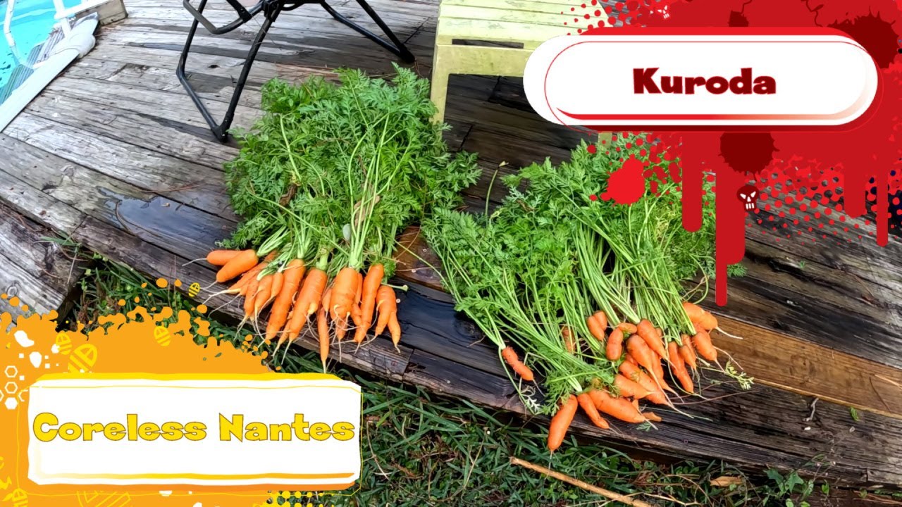 Carrot Chat of 2 carrot varieties | Kuroda vs Nantes | Southern Latitudes