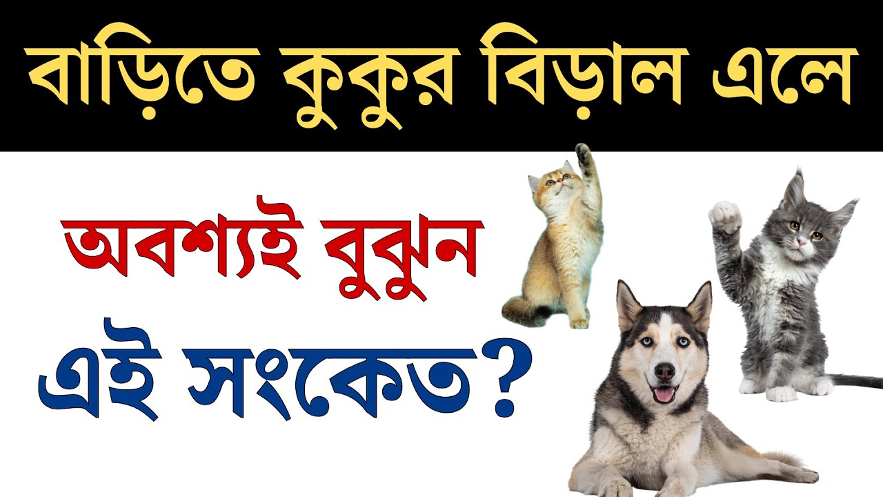 বাড়িতে কুকুর বিড়াল আসলে অবশ্যই বুঝুন এই সংকেত