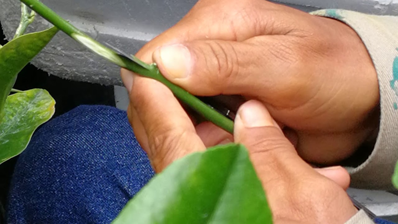 Injertacion en Citricos ( Limon Tahiti) - Profrutales Colombia