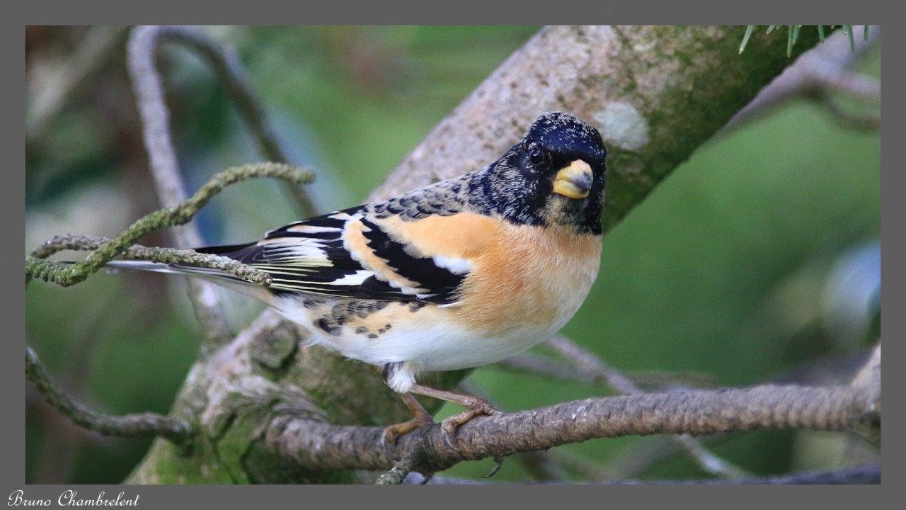 37 oiseaux dans mon jardin / 37 birds in my garden