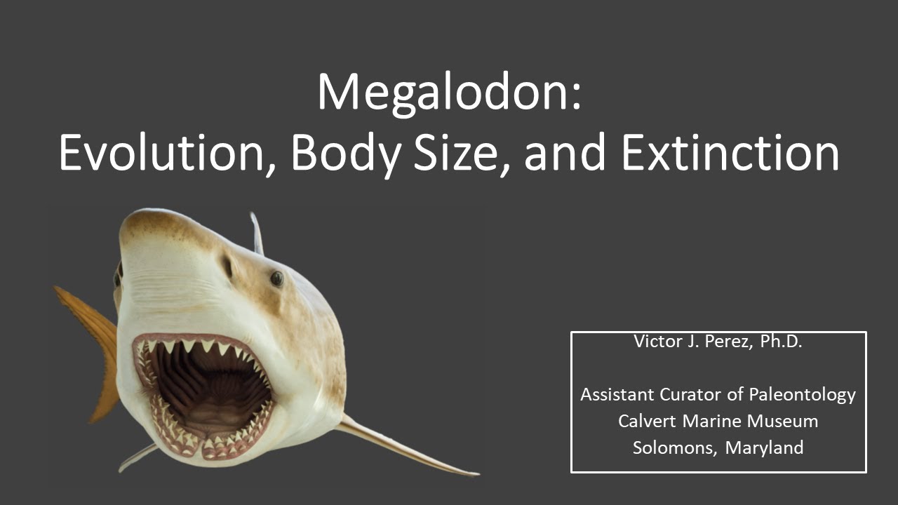 Megalodon: Evolution, Body Size, and Extinction presented by Victor Perez