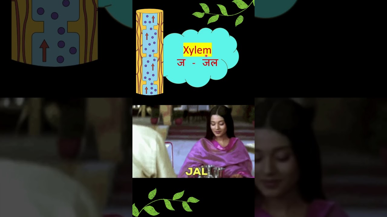 Xylem and Phloem | Function | Easy trick to remember | Mnemonics | Plant Tissue  #planttissue