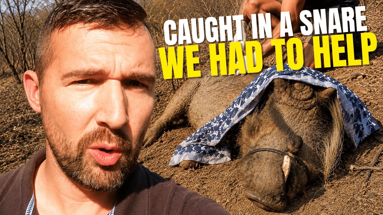 Warthog Caught in a Snare + Hyena Visit & Snake Course!