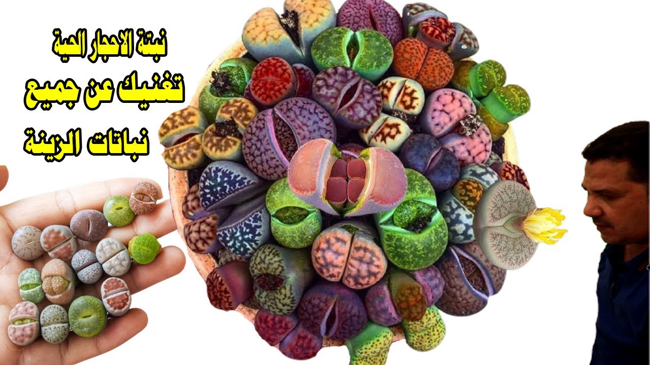 نبتة الاحجار الحية طريقة العناية وتغيير اصيص نبات الأحجار الحية | living stone plant