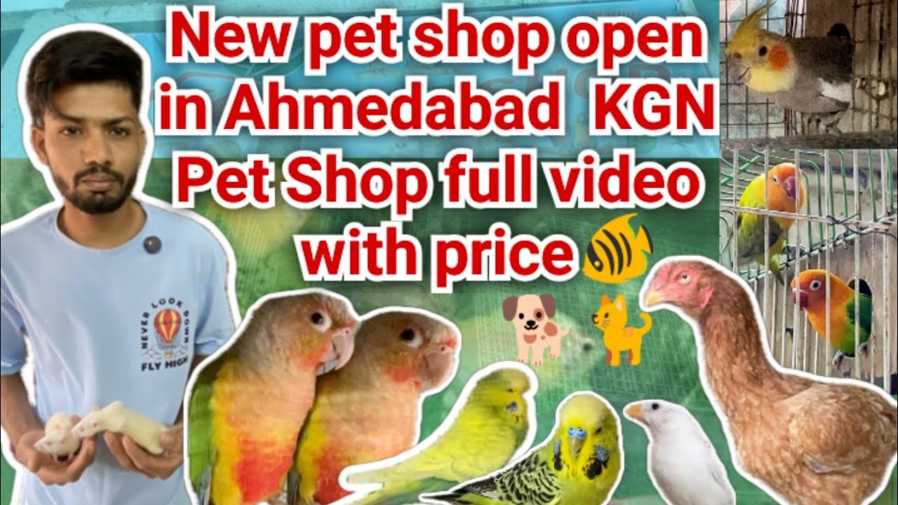 New pet shop in Ahmedabad # Visit KGN Pet Shop # Budgies,Lovebird,Conure, fish aquarium, white mouse