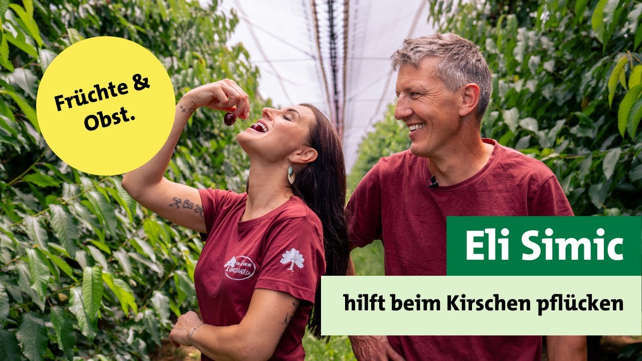 Eli Simic hilft beim Kirschen pflücken