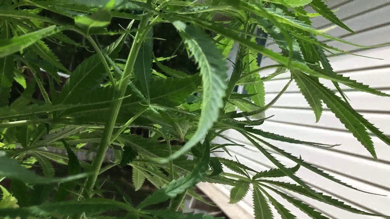 Hindu Kush