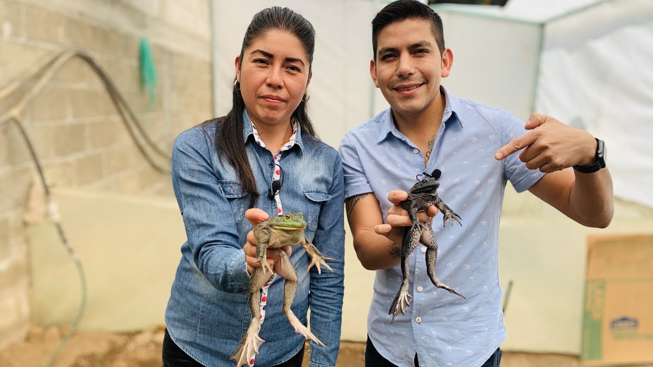 Crianza, reproducción de la RANA TORO y preparación de diversos platillos cómo Mixiotes y Caldos