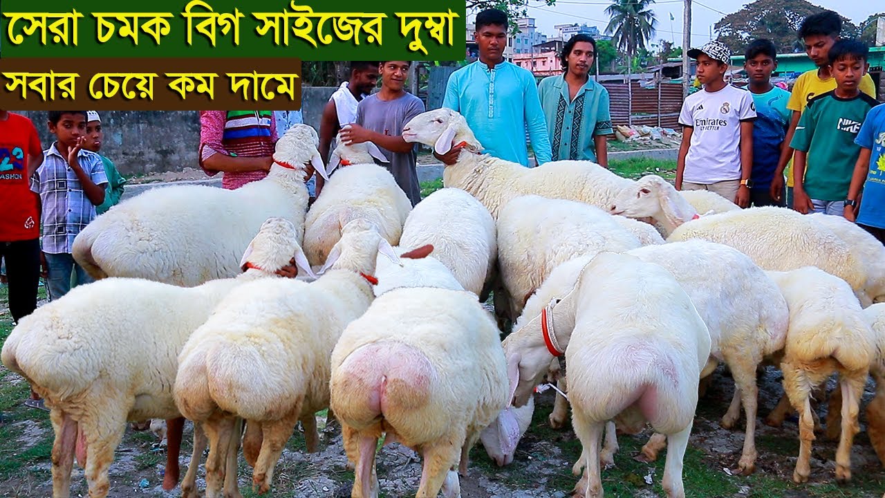 সেরা চমক বিগ সাইজের দুম্বা ও ছাগল সবার চেয়ে কম দামে dumba and goat farm