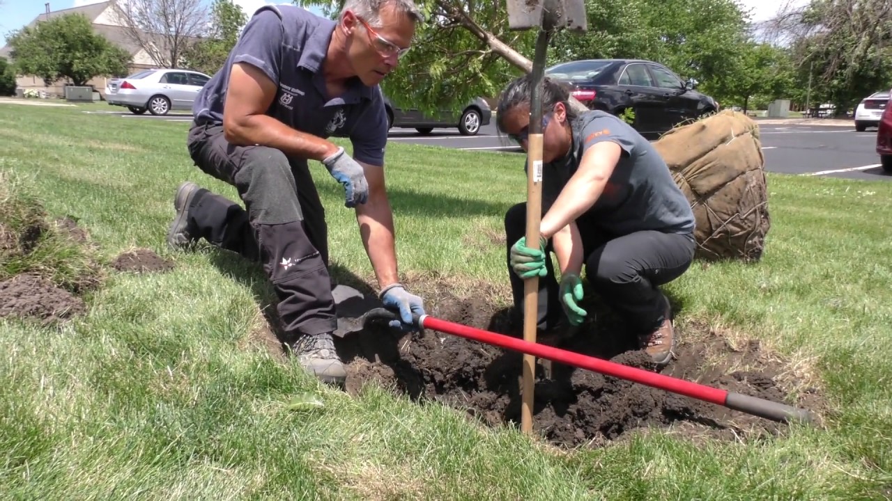 Best Practices - Tree Planting Part 1