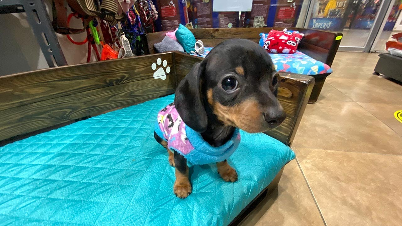 🐶 Perros Salchicha de venta en Quito, Guayaquil, Loja, Machala, Cuenca y todo Ecuador - Super Pet