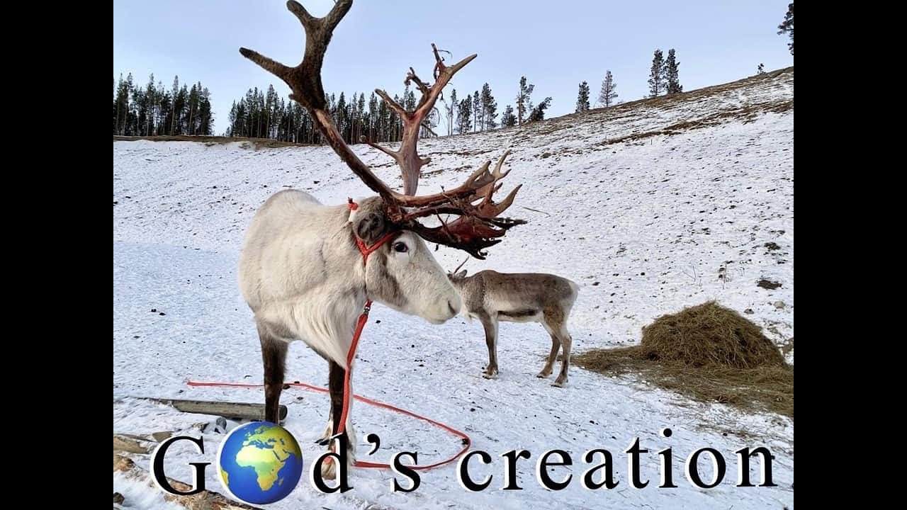 God's Creation Episode 1 - Deer