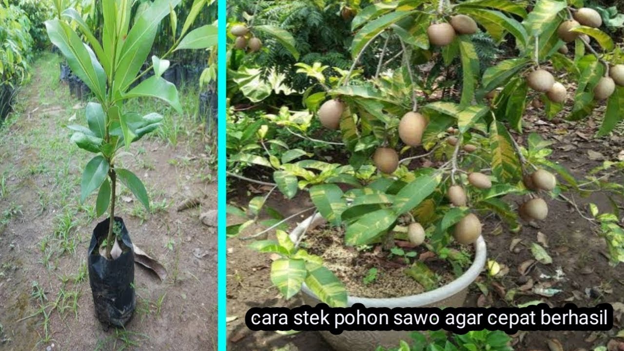 INILAH RAHASIA!!  Cara stek pohon sawo agar cepat berhasil