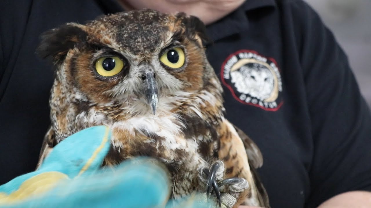 Bald Eagles, Owls and Other Birds Rehabilitated at Illinois Raptor Center