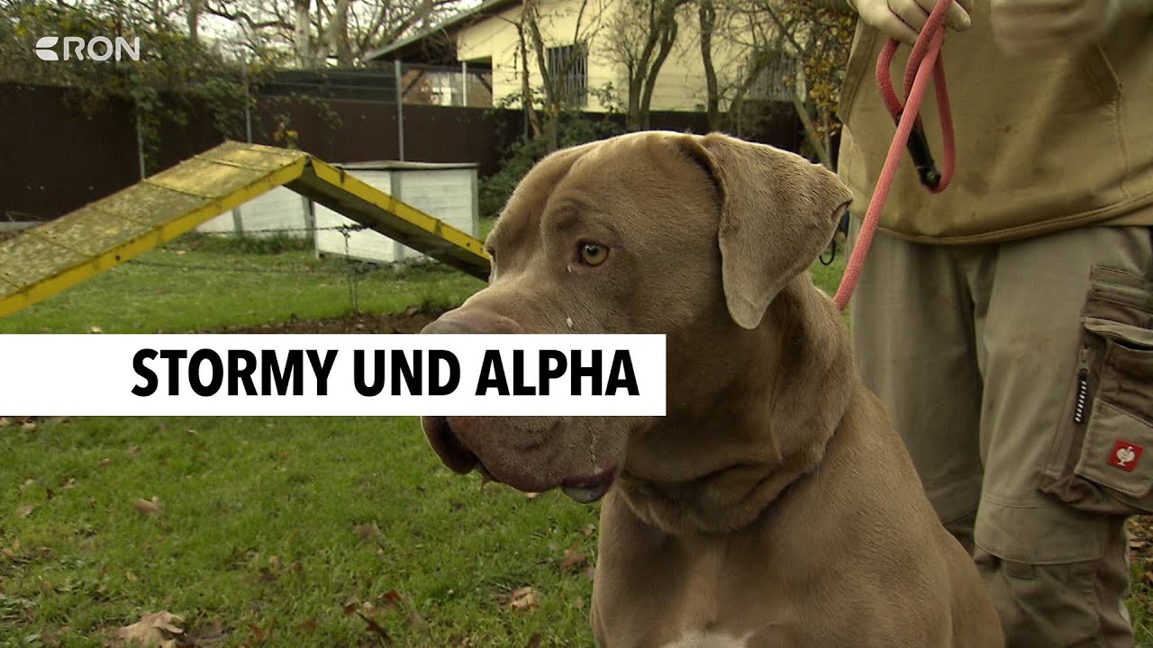 Zwei Hunde aus Heidelberg suchen ein Zuhause | RON TV