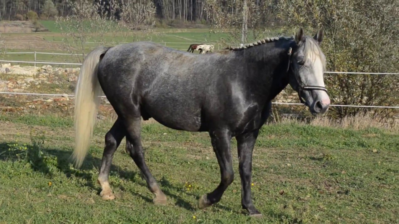Neapolitano Montenegra/LIPIZZANER