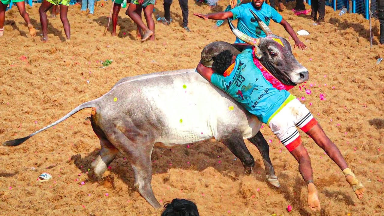 Idaikkadu Jallikattu 2026 | KTR நடத்தும் இடைக்காட்டு ஜல்லிக்கட்டு 2026 Videos 11