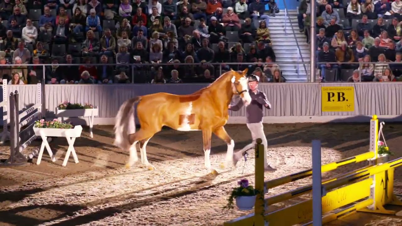Esmeraldo bei der 32. Hannoveraner Privathengstschau 2024 in Verden