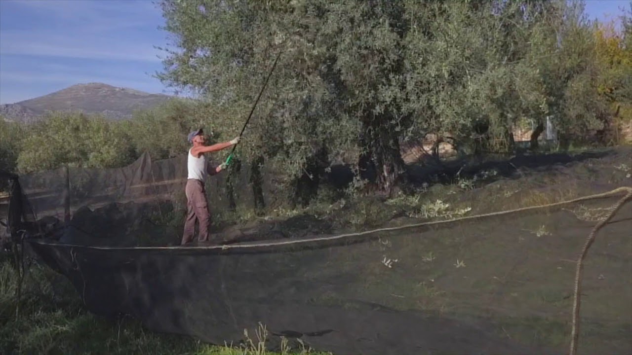 HARVESTING OLIVES - Finca don carmelo