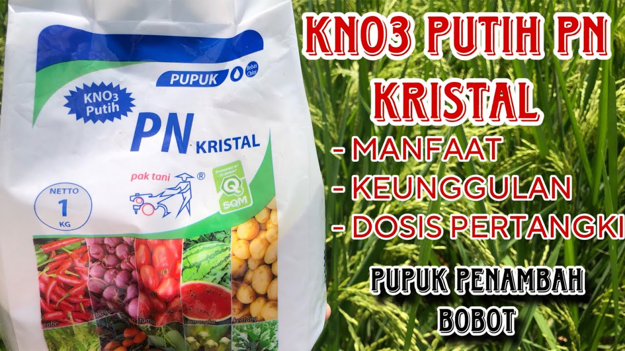 Manfaat, Keunggulan dan Dosis KNO3 Putih PN Kristal untuk Tanaman Padi