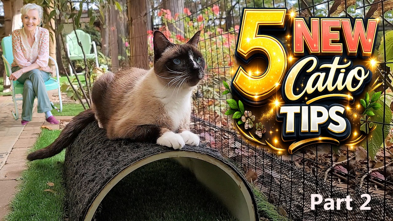DIY CAT Enclosure ~ 5 Pro Tips That Really Deliver!  Part 2 😻