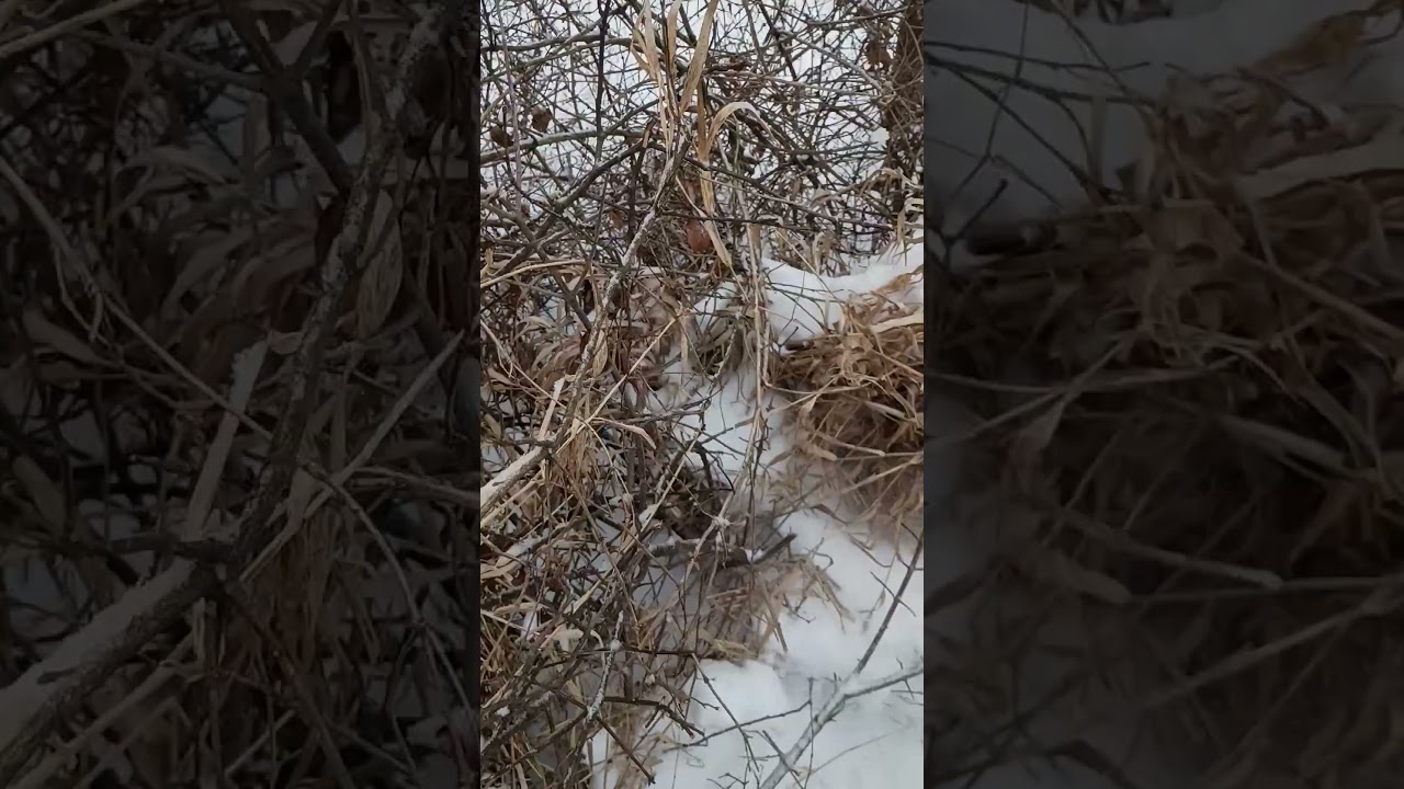 I SURVIVED the Blizzard! 🥶 