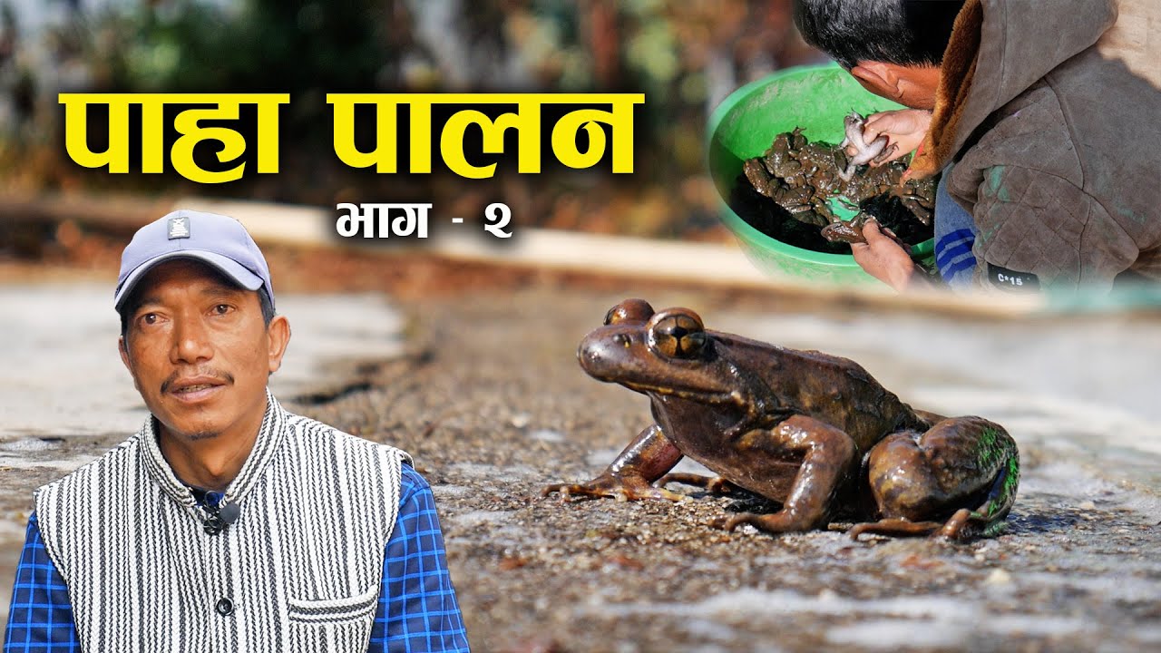 पाहा पालनको रोचक कुरा_Toad farming in Nepal | Episode 2