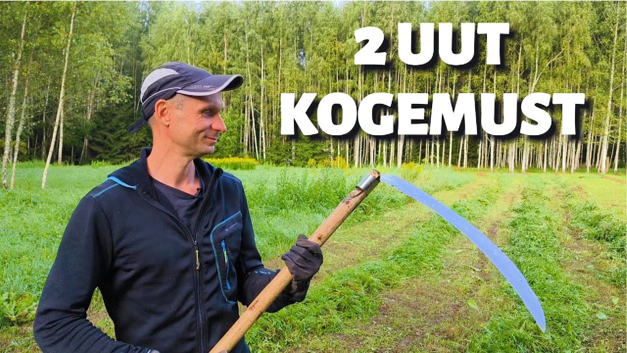Niitmine peale vikati pinnimist ja teritamist. Ülimalt kõva ja raskesti niidetav lamandunud hein.