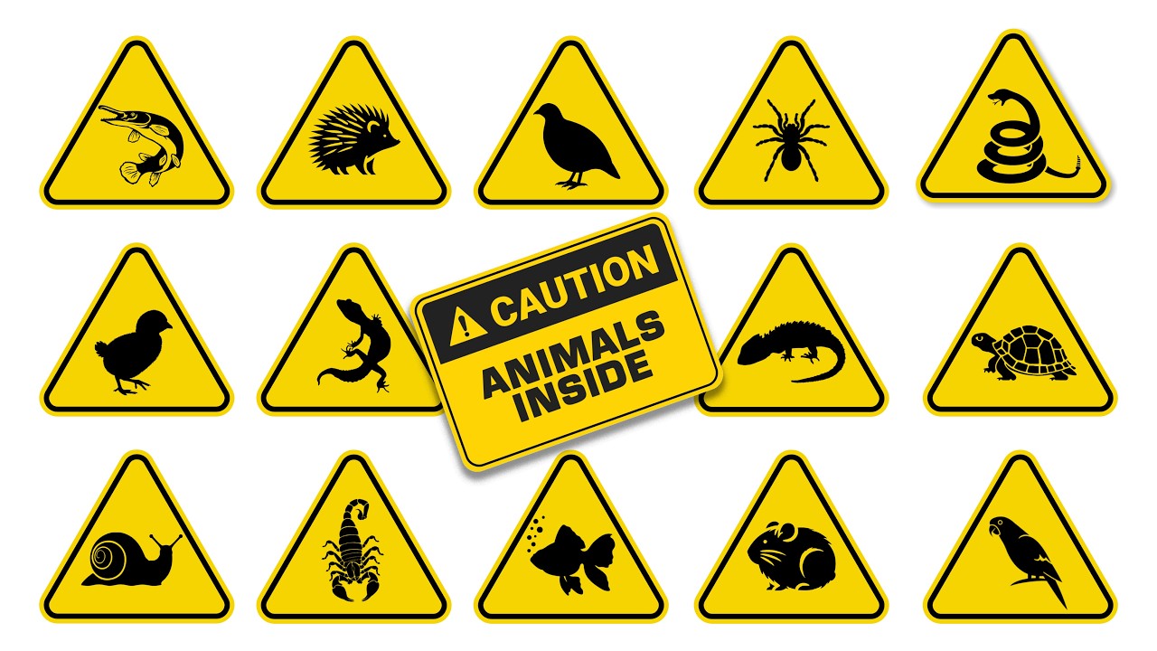 Unboxing Live Animals Tortoise, Snake, Chick, Bird, Fish, Hedgehog, Tarantula, Gecko, Hamster, Snail