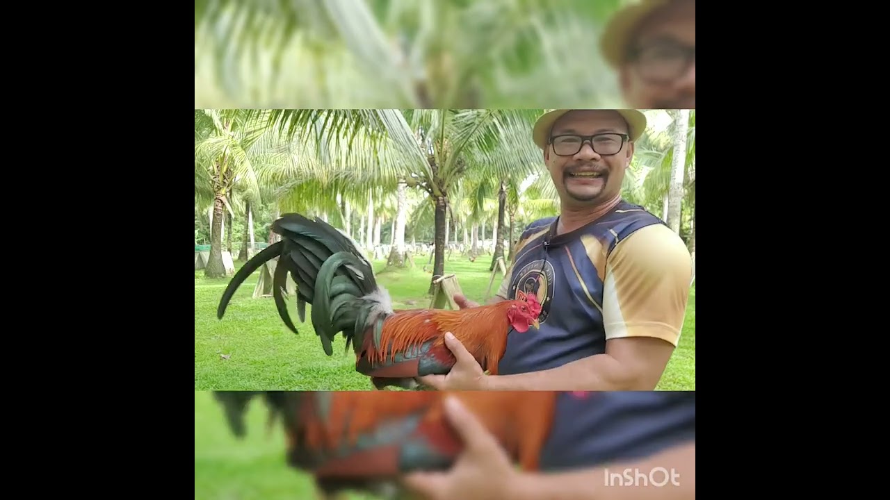 Paano ang paggawa ng Matatangkad na Manok