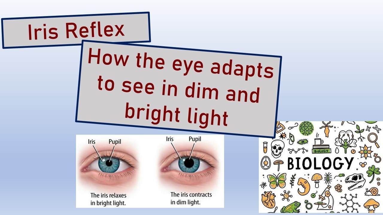 Iris reflex  How the eye adjusts to surrounding light