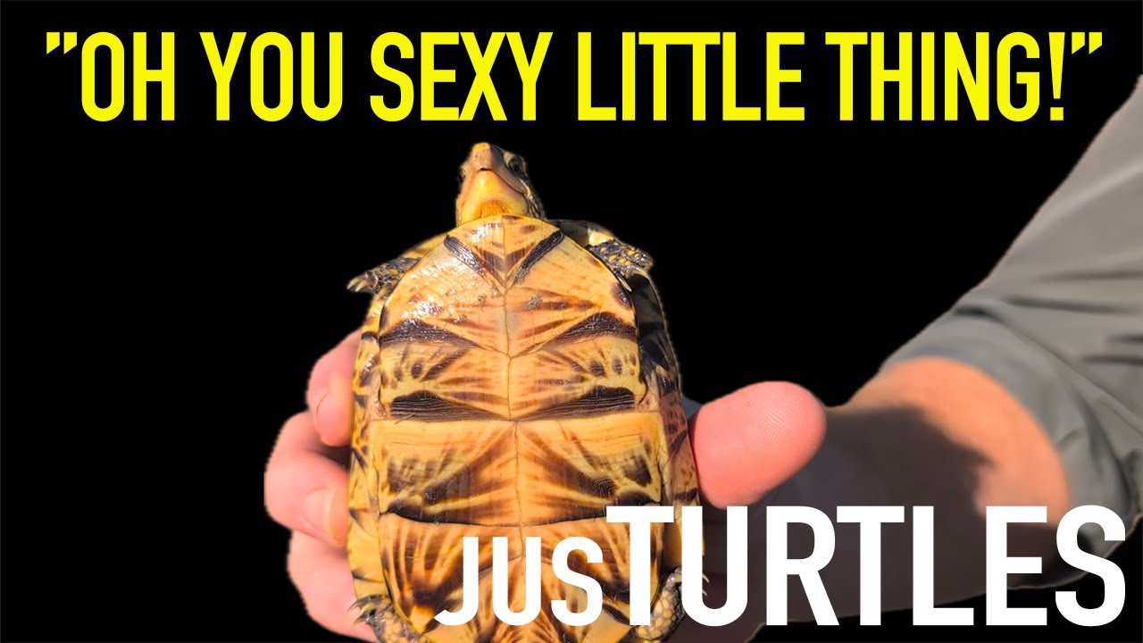 Finding Florida Box Turtles in the Wild for the First Time