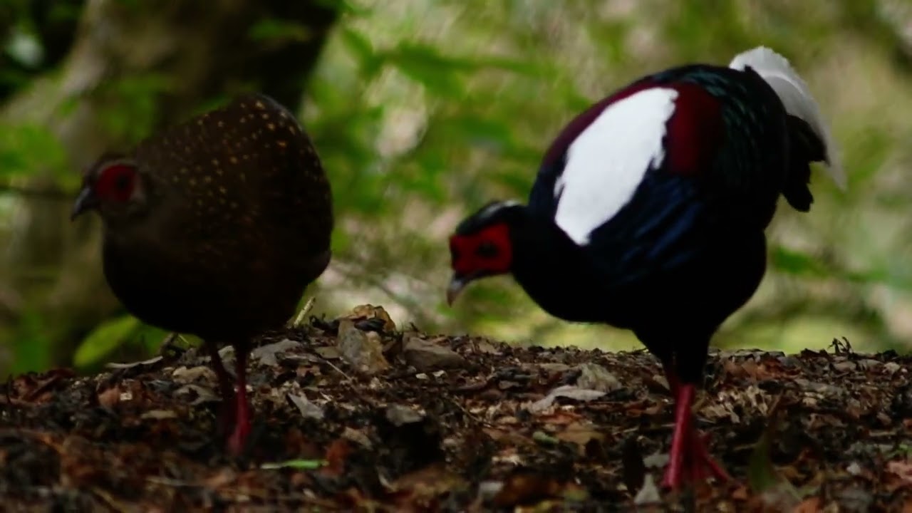 Swinhoe's Pheasant
