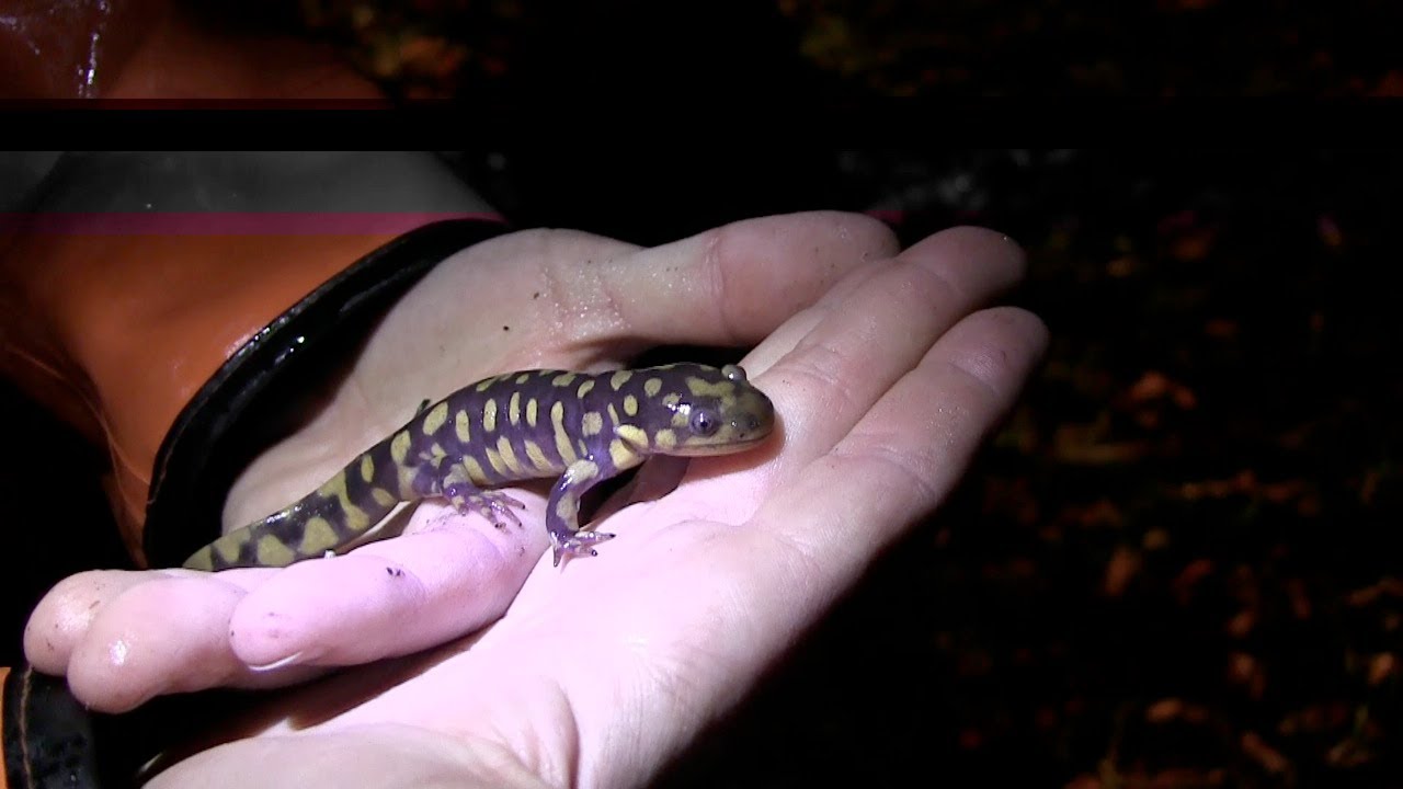 Herping Maryland Episode One