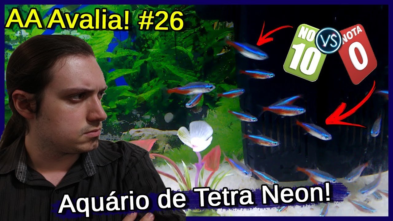 Avaliei um Aquário de Tetra NEON! - AA Avalia #26