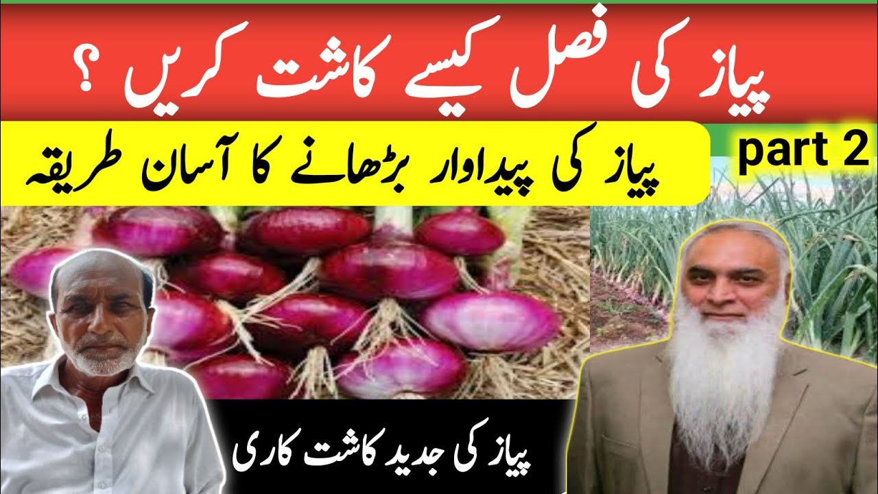 How to Grow Onions – Complete Guide! Piyaz Kaise Kaasht Karein – Mukammal Tafseel پیاز کی کاشت 