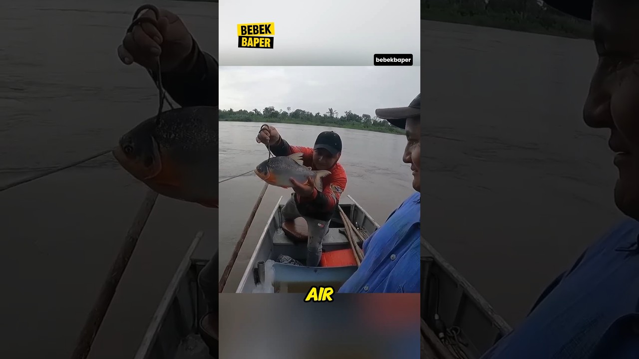 KEJUTAN BESAR! MEMANCING DENGAN PIRANHA HIDUP DI AMAZON HASILKAN IKAN LELE RAKSASA LANGKA