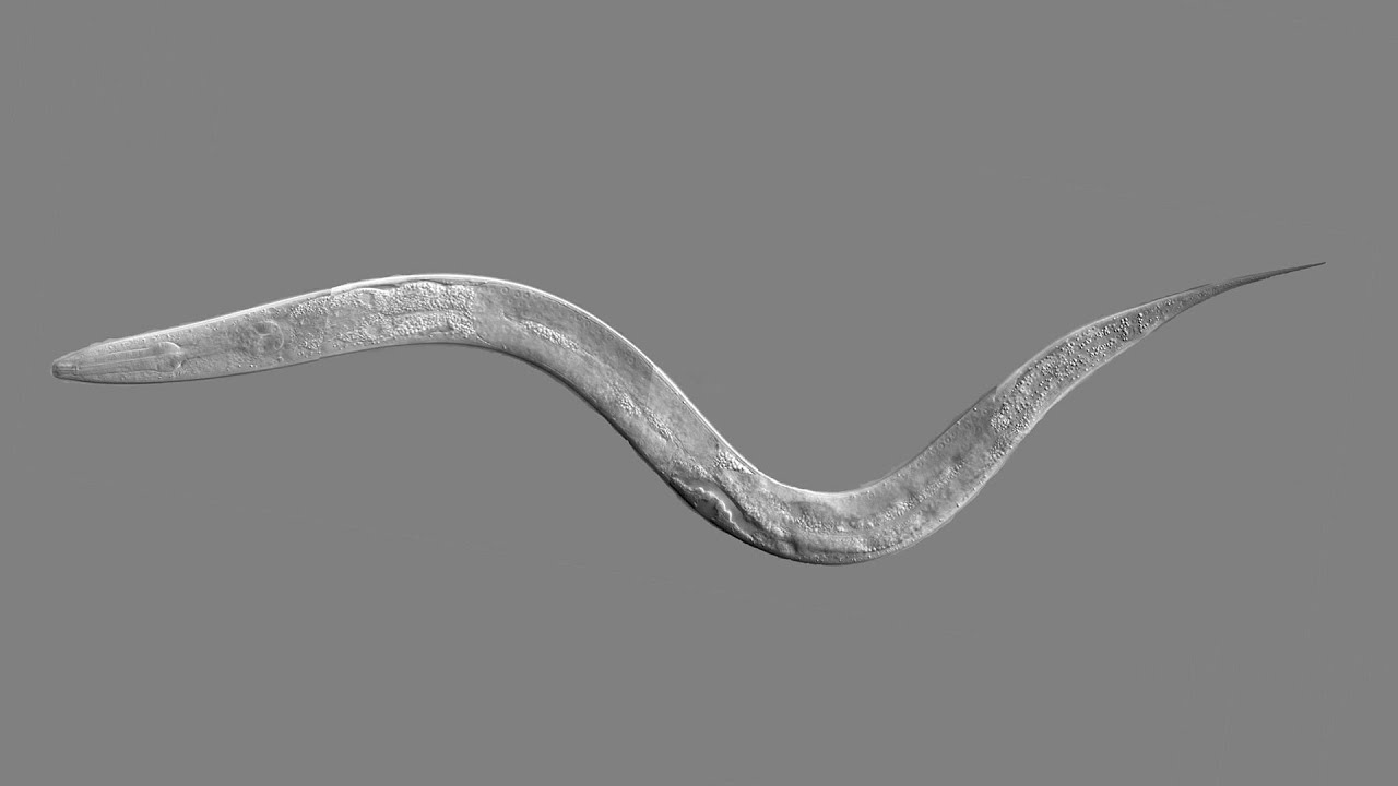 ScienceCasts: Roundworms Have the Right Stuff