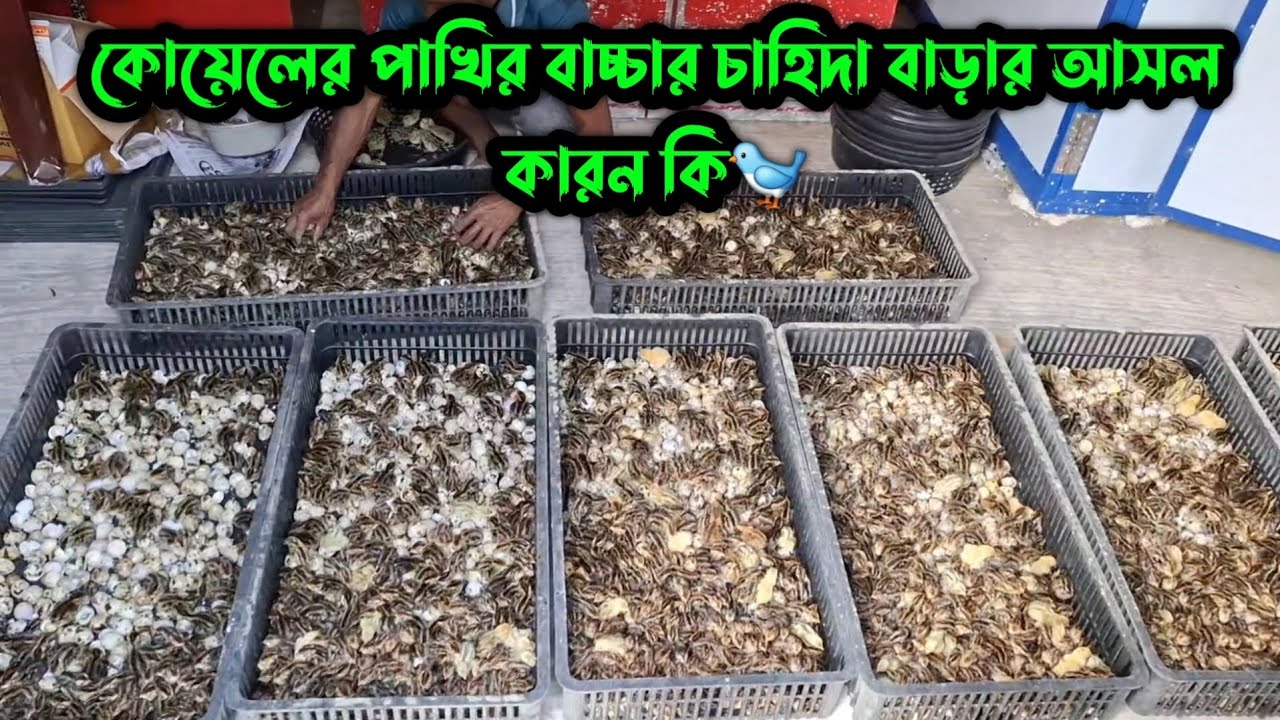 কোয়েল পাখির বাচ্চার চাহিদা বেড়ে যাওয়ার আসল কারন🐦 #কোয়েল পাখি